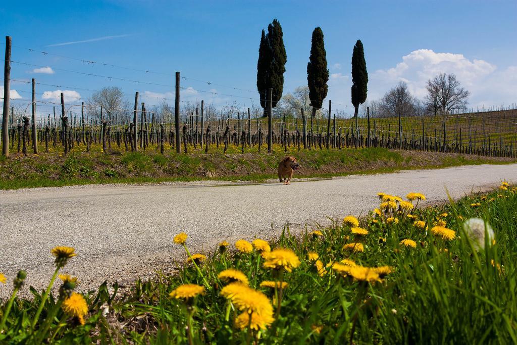 Bed & Breakfast D'orsaria And Wines